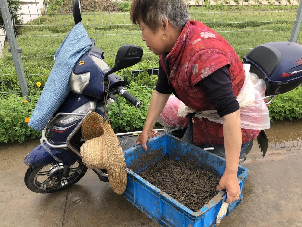 为啥电蚯蚓屡禁不止,电蚯蚓为什么危害环境