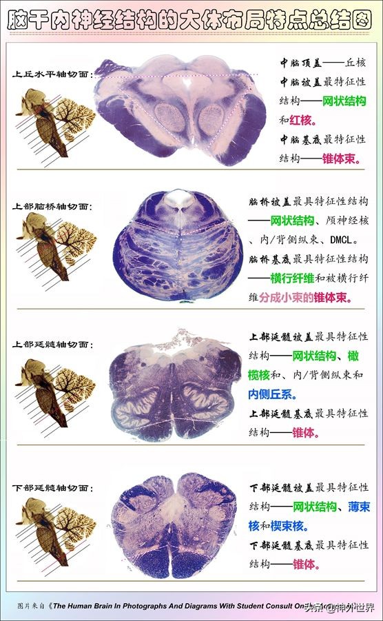 中脑和脑干的解剖,解剖神经系统脑干