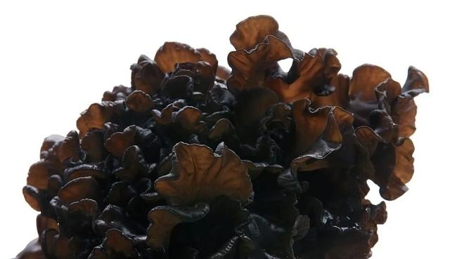 “菌”临天下之丽水市云和黑木耳