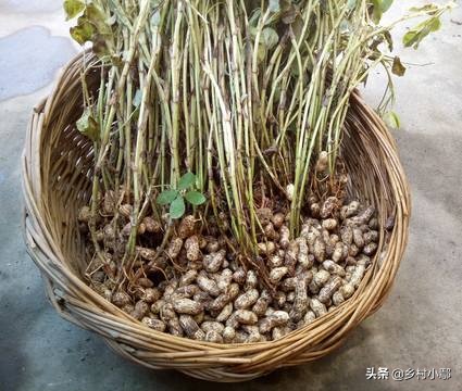 花生榨油后的渣一般什么人收购,花生榨油剩下的渣子能卖多少钱