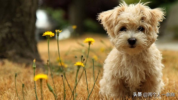 狗狗身上总有虫卵,狗狗身上有虫子驱虫要几次