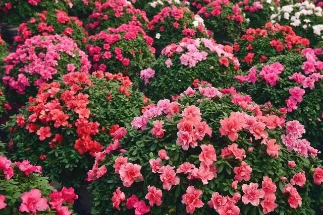 盘点史上最全中国各城市市花,中国各个地方的市花