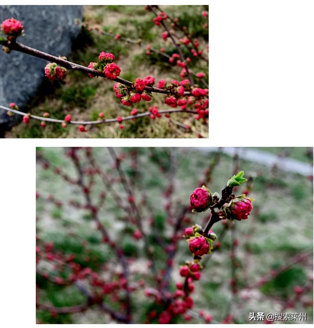 春满校园春暖花开,沙河镇中心小学校园