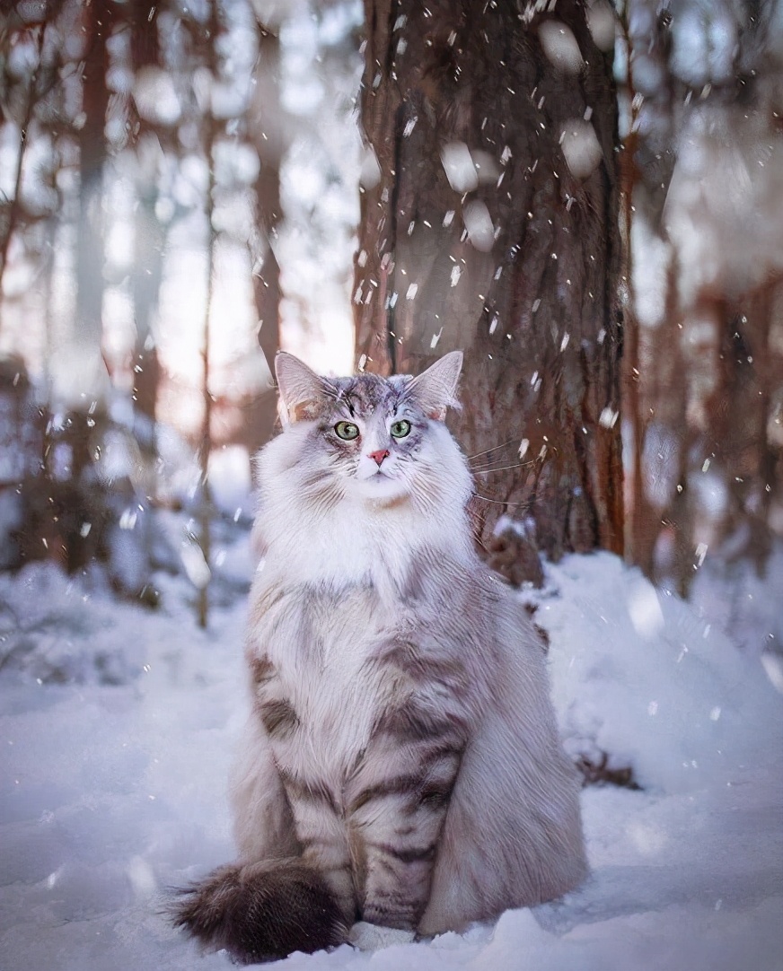 有哪些品种的猫咪性格特别黏人,猫界最粘人英短蓝白