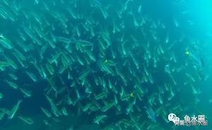 三湖鱼简介,三湖鱼是哪些湖的