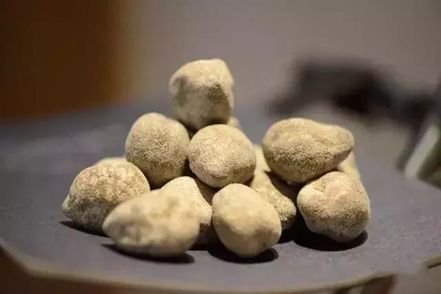 海参界最好的海参,海参物种科普