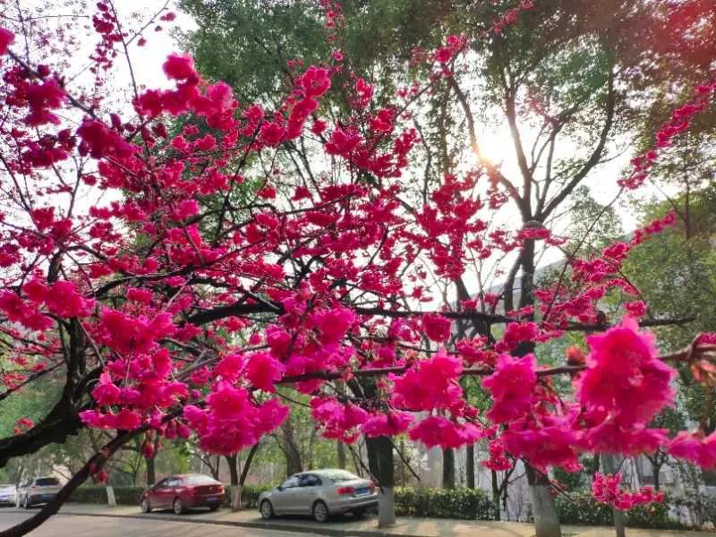 武汉看武大樱花和黄鹤楼,武大樱花跟黄鹤楼远吗