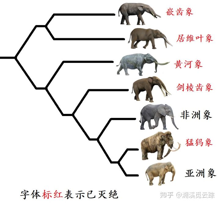 有哪些容易被认错的动物,容易被欺负的动物有哪些