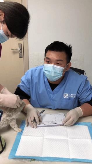 猫吃钢丝球视频,吃钢丝球的猫咪