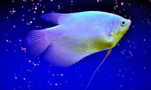 观赏鱼在生病期间需要换水吗,观赏鱼生病给鱼缸放青霉素可以吗