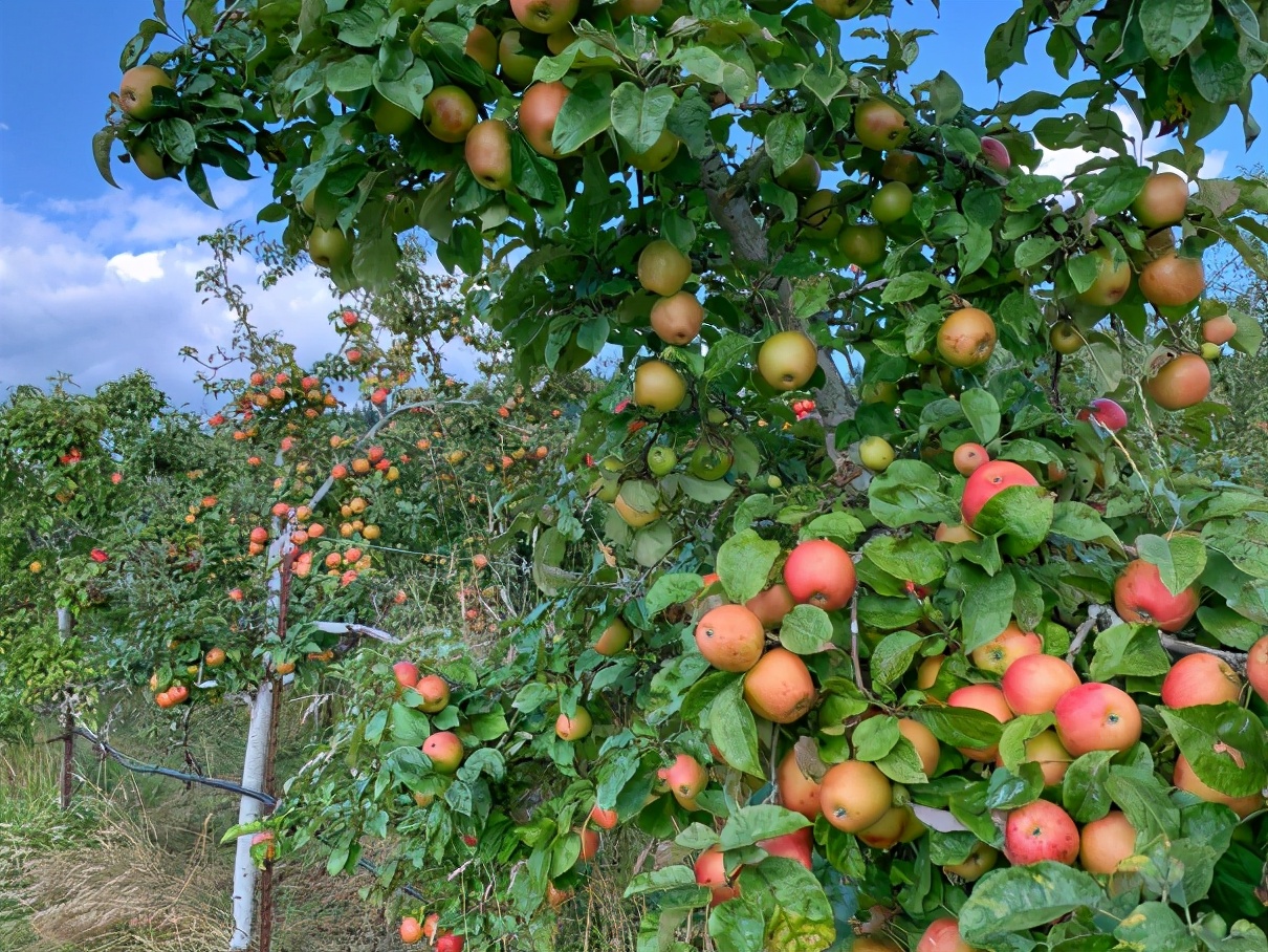 水果套袋和不套袋有什么区别,种植水果套袋的危害有多大