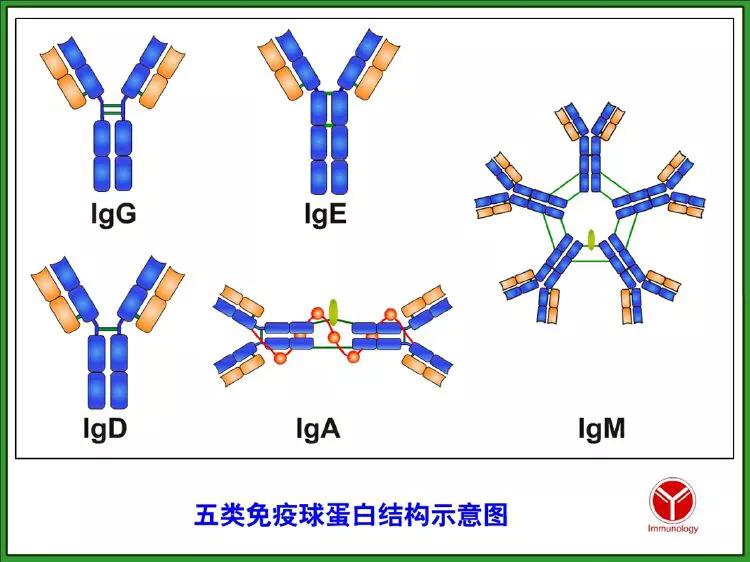 免疫球蛋白可以查出艾滋病么,人免疫缺陷病毒抗体检测意义