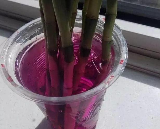 瀹堕噷鍏婚緹鐢ㄤ粈涔堣嵂,瀹堕噷鍏婚緹鎬庝箞闃叉榫熺梾