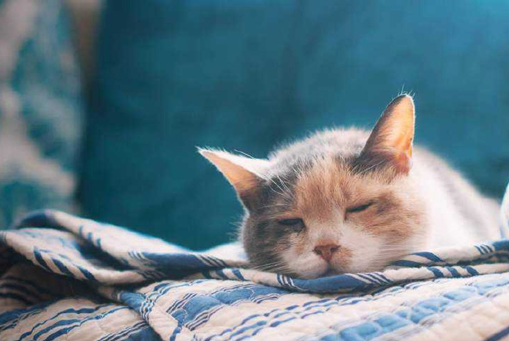 猫咪常见的几种疾病铲屎官必看,猫爪冰凉是怎么回事