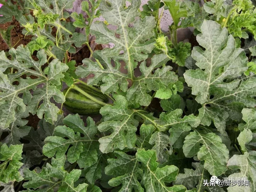 今年哪里的西瓜丰收了,现在的西瓜都成什么样子了