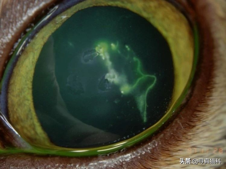 猫传染性上呼吸道感染,猫传染性鼻支气管炎