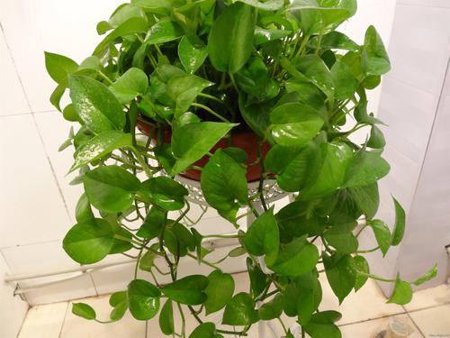 绿萝冬天能用什么水养,冬季养绿萝多长时间浇一次水
