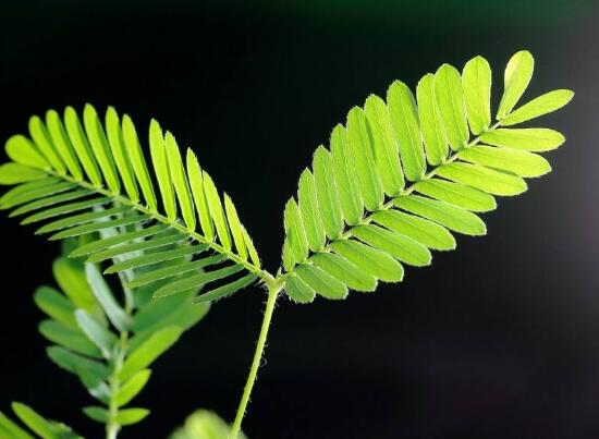 含羞草叶片发黄原因和处理,含羞草叶子边缘发黄怎么回事