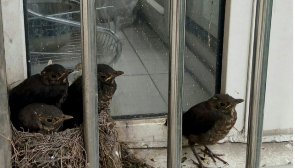 乌鸫鸟归巢的叫声视频,乌鸫归巢