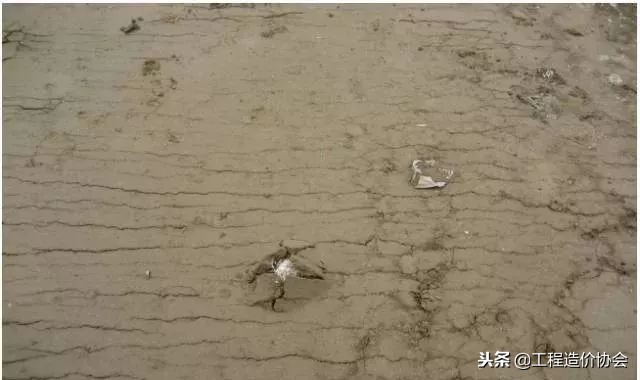 建筑工程质量通病防治手册最新版,市政道路工程质量通病原因