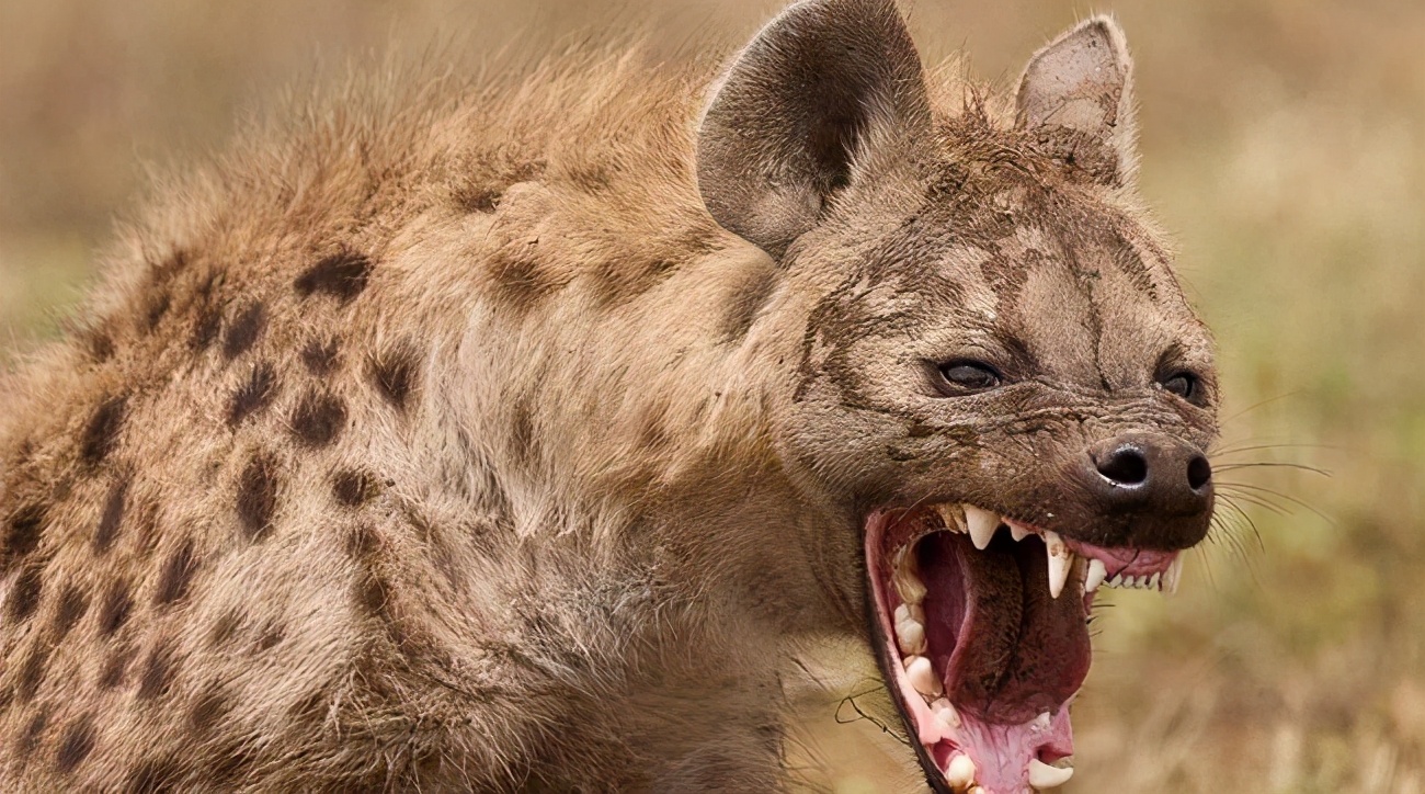 当鬣狗遇到平头哥,鬣狗敢不敢围攻平头哥