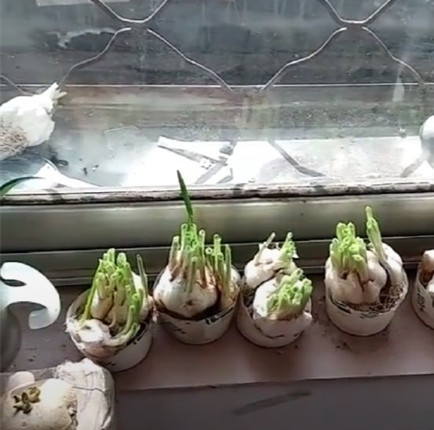 爆笑作业和作文,爆笑作业大全