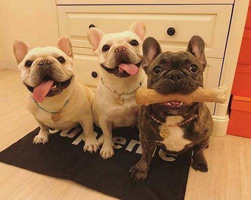 新手法斗到底如何养,法斗有多可爱就有多难养