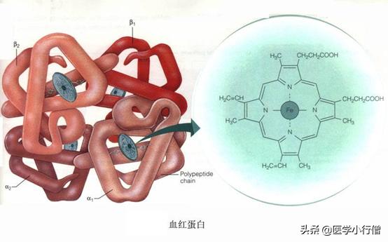 地中海贫血是看什么指标,地中海贫血看什么指标血常规