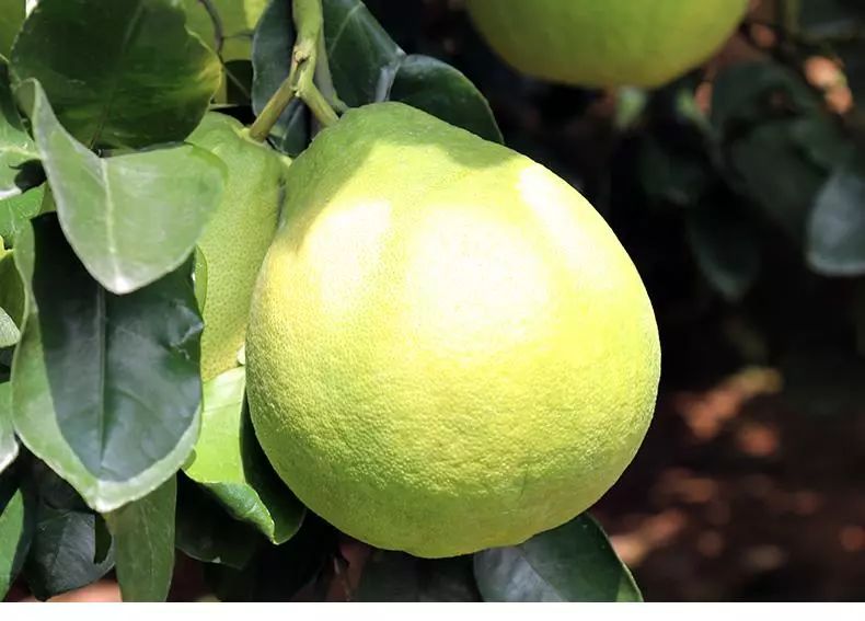 在梅州为什么说兴宁人比较聪明,梅州人是不是很精明