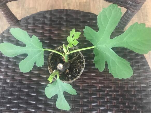 盆栽无花果树怎么养才能长得好,盆栽无花果的养殖方法和注意事项