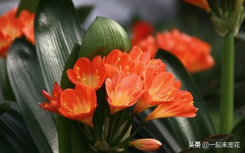 春季养君子兰用好这三招,1月份君子兰怎么养