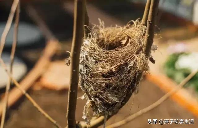 怎么打造低成本花园,怎么用几十元造花园