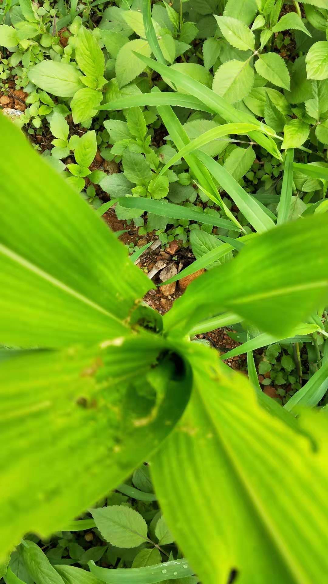 怎么防止玉米长虫,玉米钻心虫怎么防治