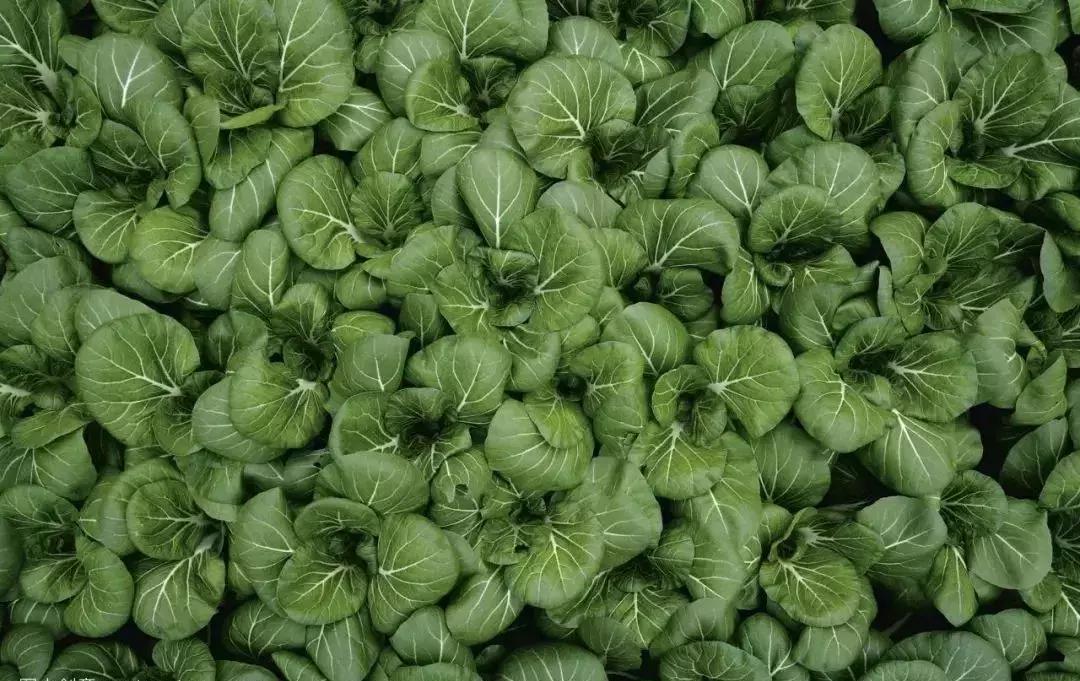 这份女性调补大全，赶快为她收藏吧！