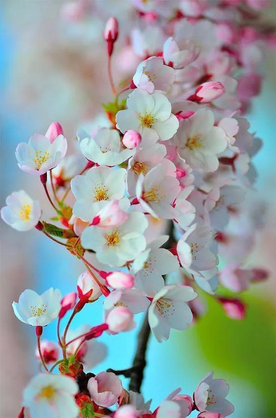 100个惊艳的美人盘点,中国最美的50个美人