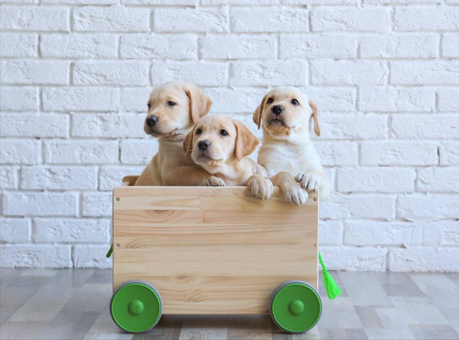 拉布拉多犬的串串多少钱一只,拉布拉多犬导盲犬多少钱一只