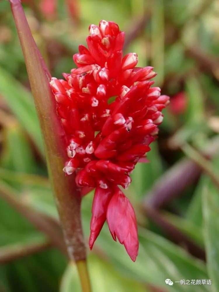 紫背竹芋卧花竹芋,紫背竹芋图片和名称