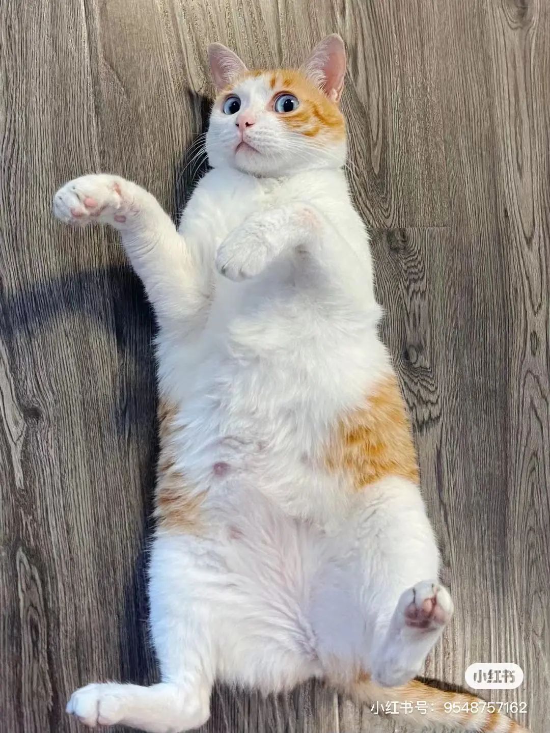 金发碧眼双眼皮！这猫我说一句“橘中最美”不过份吧？