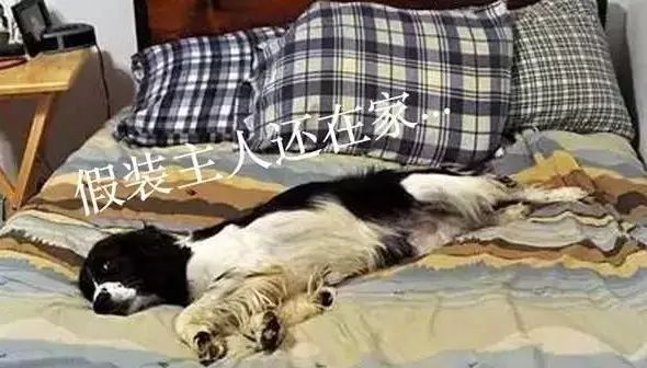 家里的狗为什么要嚎叫,为什么狗总想上床睡觉