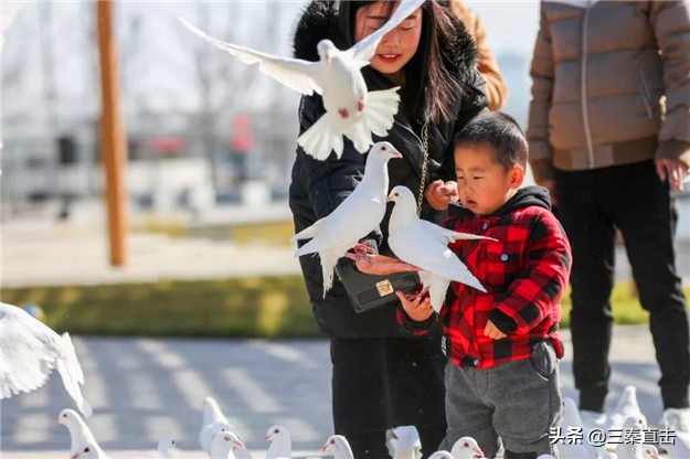 鸽子的家在哪里,鸽子的新家在哪里