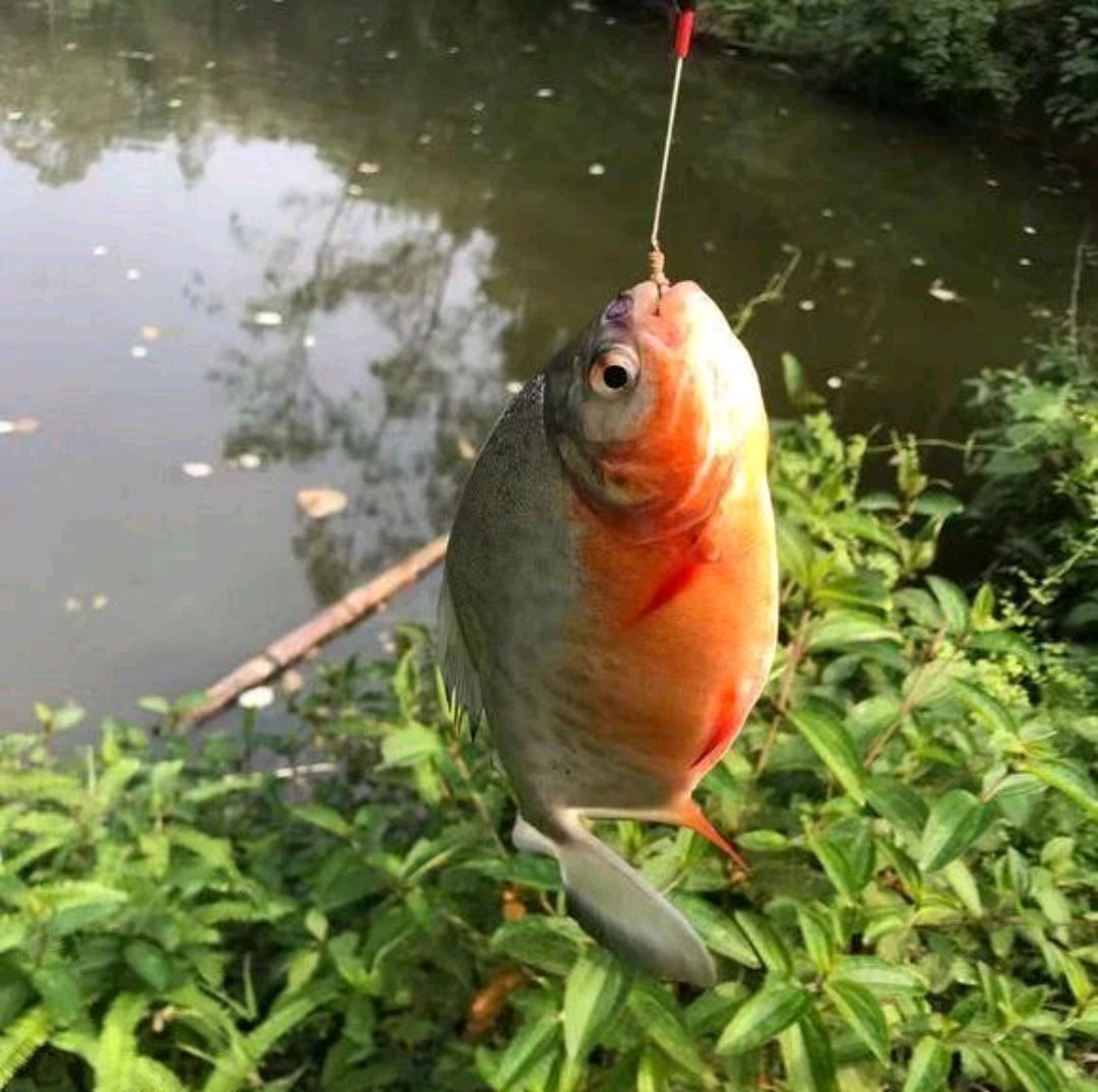 广东男子在池塘发现大量毒鱼出没,把淡水白鲳误认为是红腹食人鱼