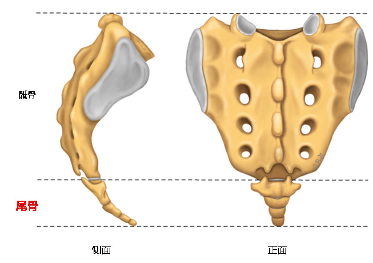 路桂军会阴疼痛治疗,尾骨受伤疼痛一招搞定