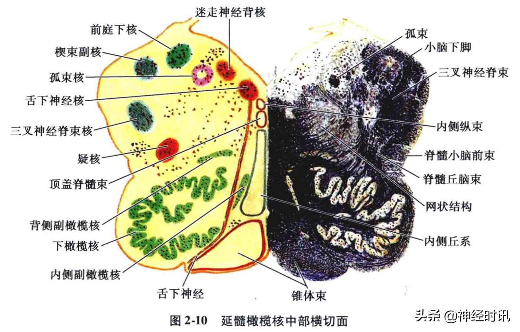 脑干解剖,脑干神经解剖