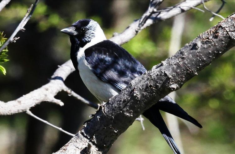 广东常见鸟类图谱和名称图文,东江揽胜鸟类