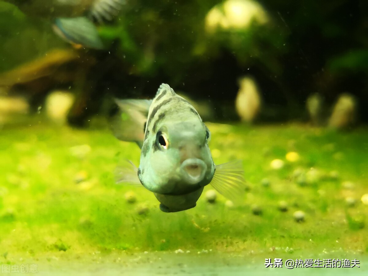 迷你鹦鹉鱼养殖方法怎么养,迷你鹦鹉鱼和什么鱼同养