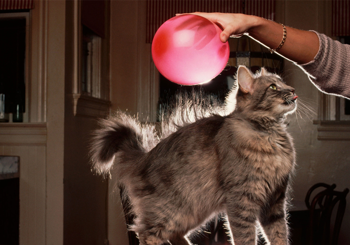 想撸猫但是猫害怕怎么办,想撸猫又怕脏怎么办