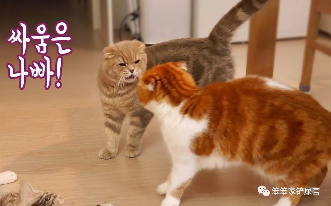 猫咪打架被打得眼睛都睁不开,猫咪打架又打到主人