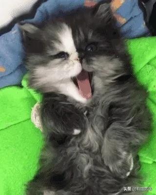 喷墨机为何突然对猫下此毒手?