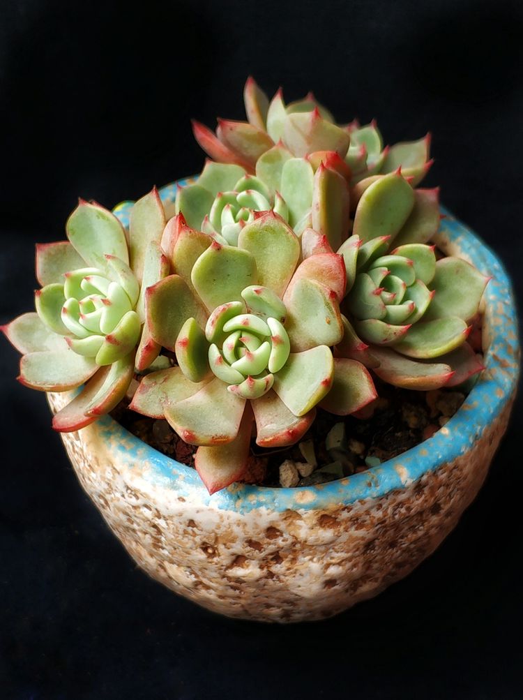 记录多肉长大的全过程,记录所有多肉成长过程