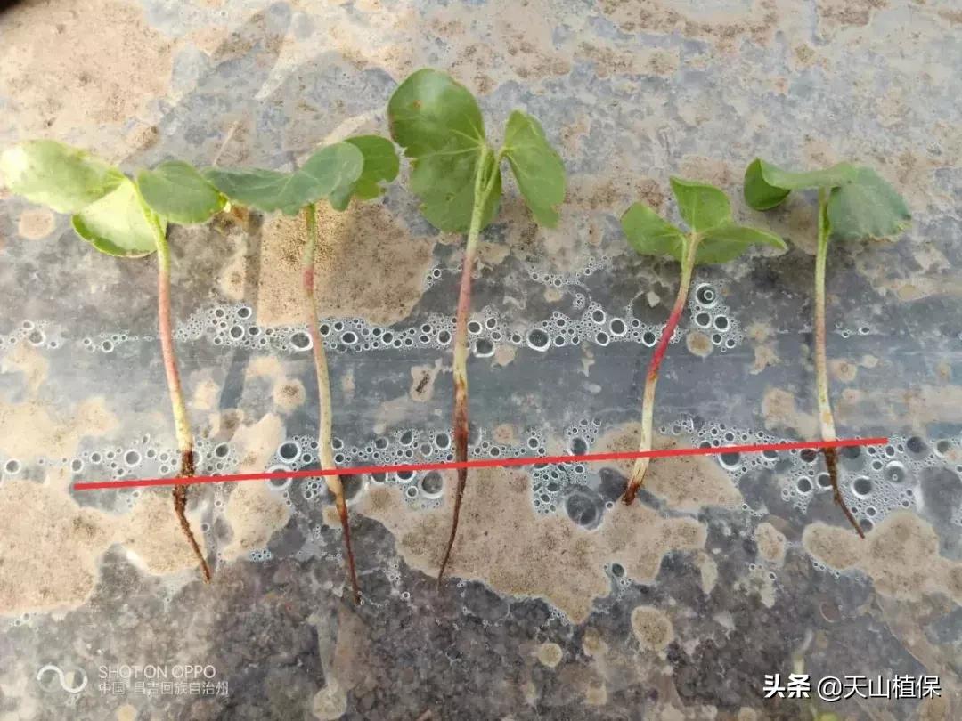 棉苗枯萎病现在应该怎么办,棉苗黑根死苗怎么处理